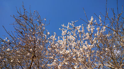 アーモンドの花