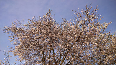 アーモンドの花