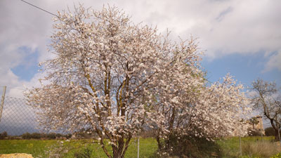 満開のアーモンドの木