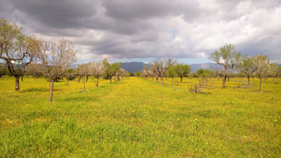 アーモンド畑